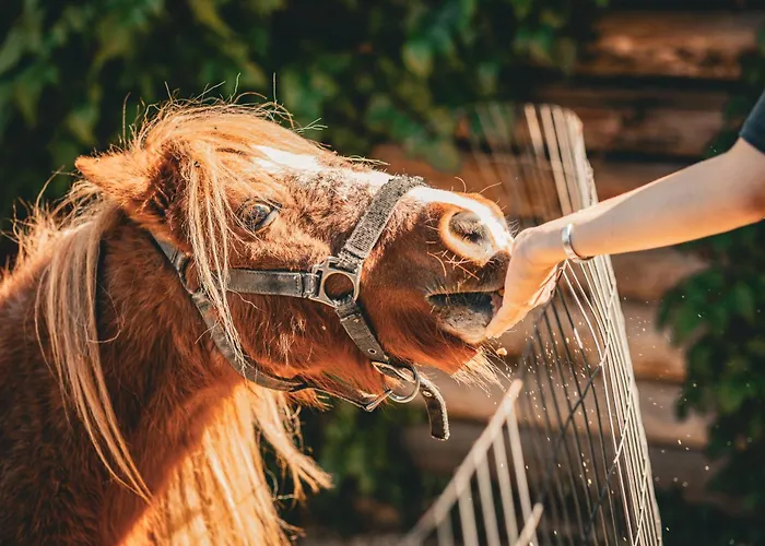 Отель Aphrodite's